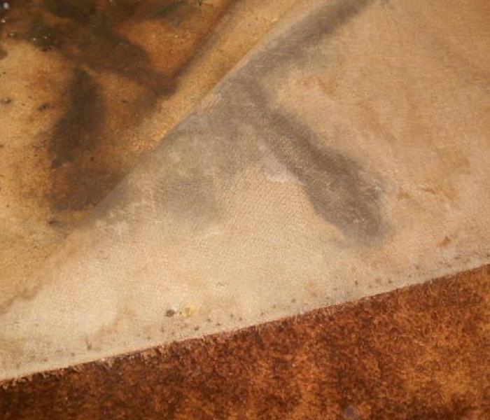 Photo of mold visible under a carpet