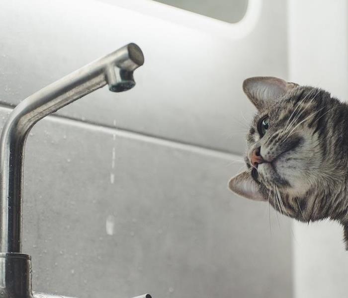 Cat in front of dripping faucet